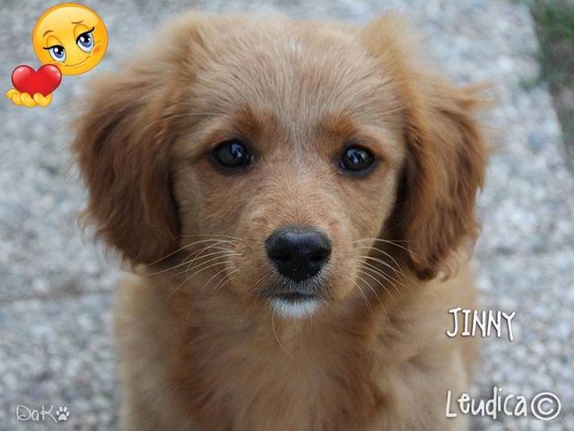 Cara Jinny dei Potter Pups e' stata adottata!